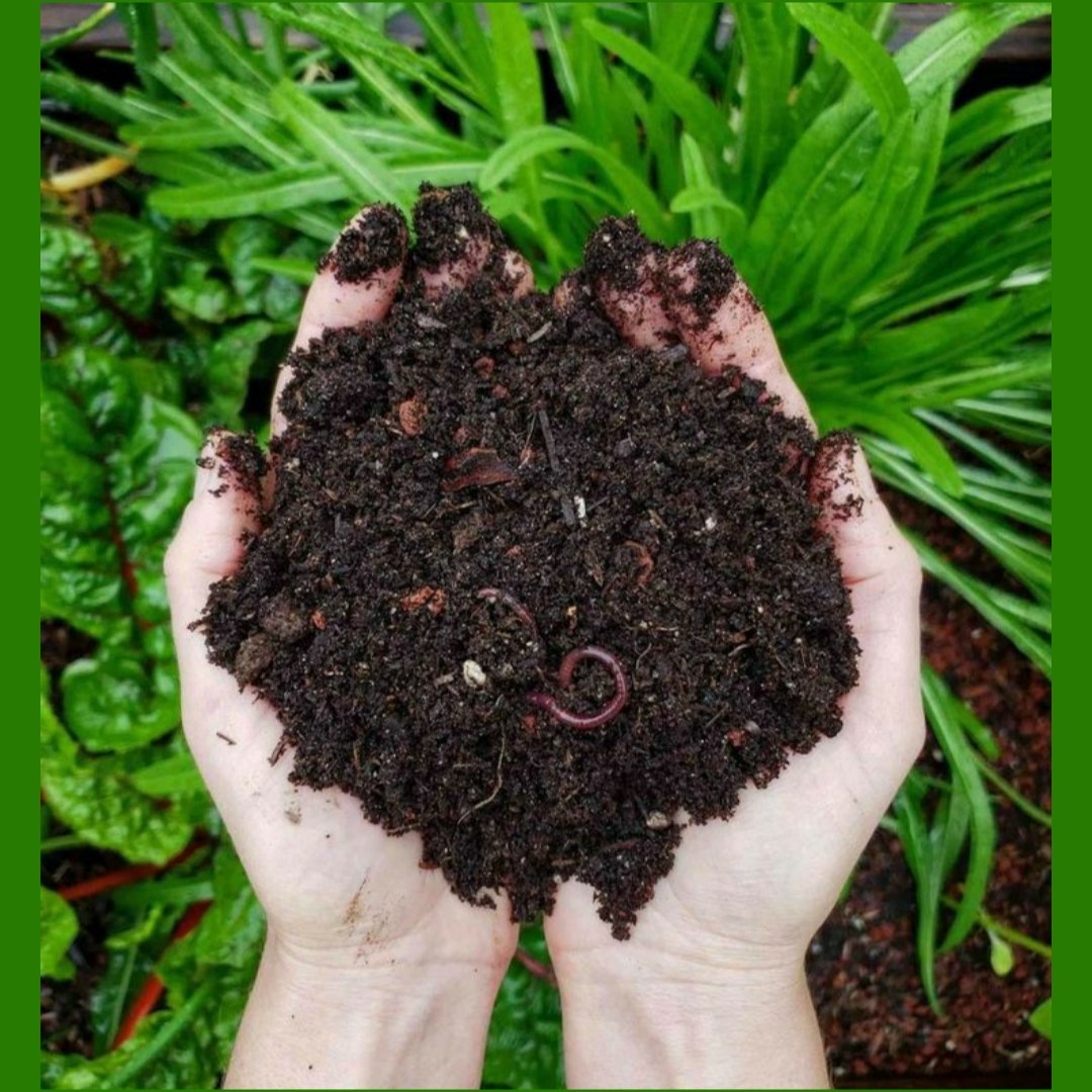 vermicompost-fertilize vermicompost-fertilize